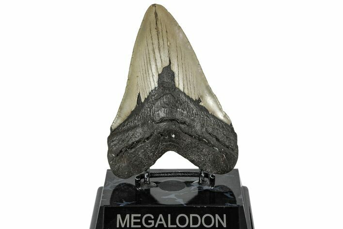 Serrated, Fossil Megalodon Tooth - North Carolina #299018